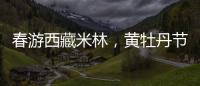 春游西藏米林，黄牡丹节这样玩！