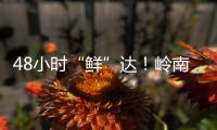 48小时“鲜”达！岭南荔枝香飘迪拜