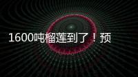 1600吨榴莲到了！预计本月中下旬降价